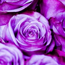 cc攻击免费网页版